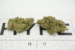 dream sherbert