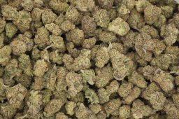 gelato 4a x animal mints