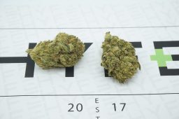 gg4