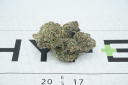 grease monkey