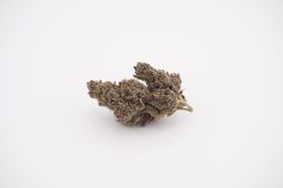jul26_dlish x fundip_plus
