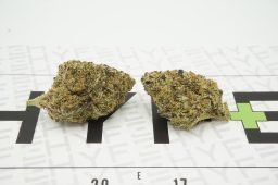 kush mintz AA