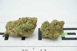 modified mints