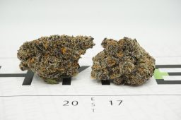 rainbow zlushiez x tropical runtz