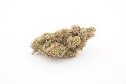 sept26_jack herer_4a
