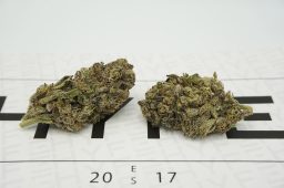 sinmint cookies