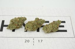 tasty trees