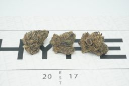 tropical runtz