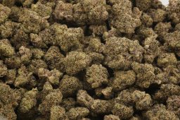 tropical zkittlez smalls